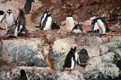 14C Some Gentoo Penguins Are Nesting While Others Build Nests On Cuverville Island From Zodiac On Quark Expeditions Antarctica Cruise.jpg